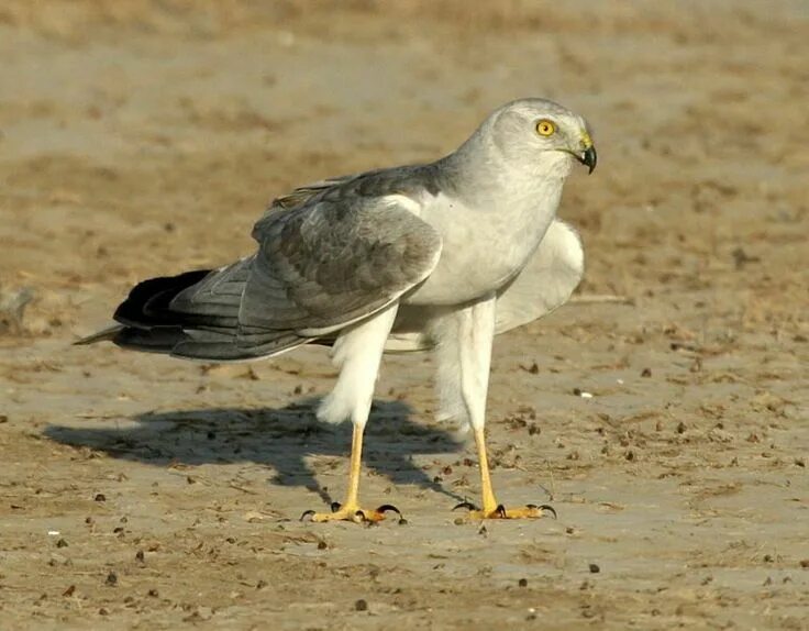 Птица лунь фото и описание Pale or Pallid Harrier (Circus macrourus). Степной лунь Bird, Bird watchers, Mam