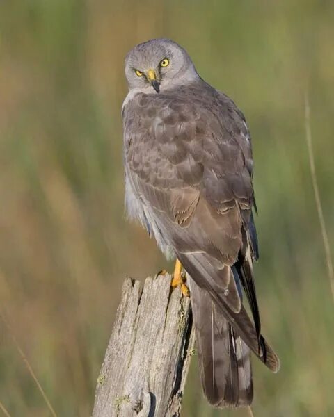 Птица лунь фото и описание Male Northern Harrier Birds, Pet birds, Beautiful birds