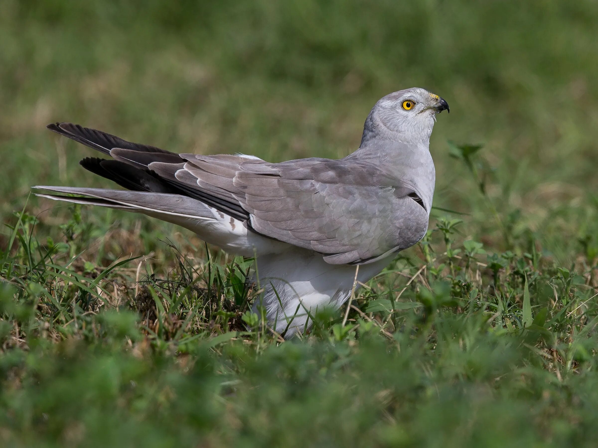 Птица лунь фото и описание Pallid Harrier - Circus macrourus