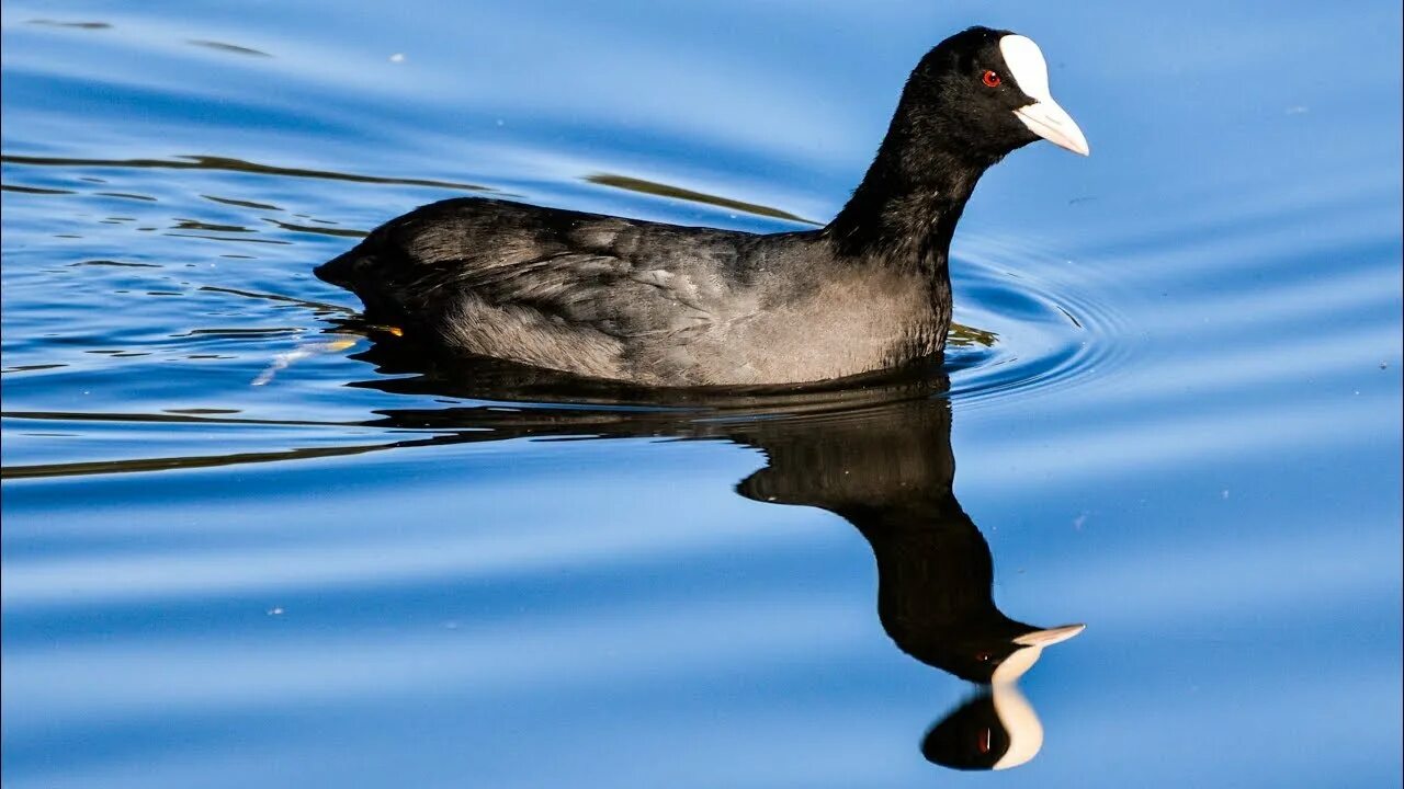 Птица лысуха фото и описание Eurasian coot (Fulica atra) ⁴ᵏ ᵁˡᵗʳᵃ ᴴᴰ - YouTube