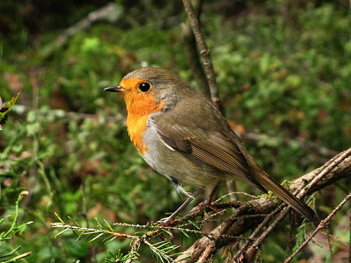 Птица малиновка фото и описание Зарянка (Erithacus rubecula). Фото на сайте "Грибы: информация и фотографии"