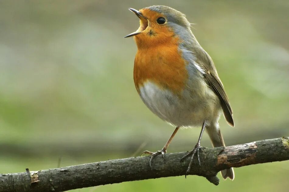 Птица малиновка фото и описание Petirrojo cantando European robin, Robin bird, Bird