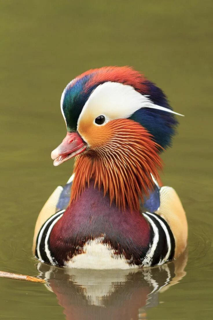 Птица мандаринка фото Mandarin Duck Дикая птица, Фотографии животных, Мандаринка