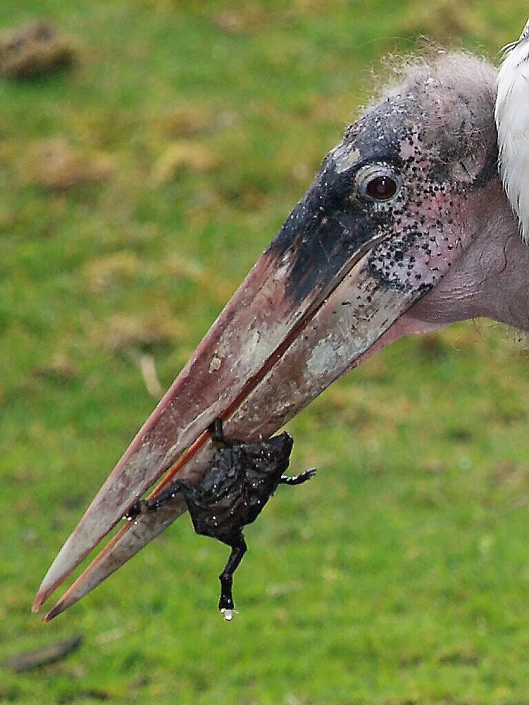 Птица марабу фото Марабу:настоящий падальщик, но очень чистоплотный. Animal Planet - Мир животных 