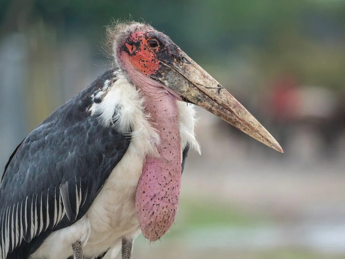 Птица марабу фото Marabou Stork - eBird Stork, Pink head, African wildlife