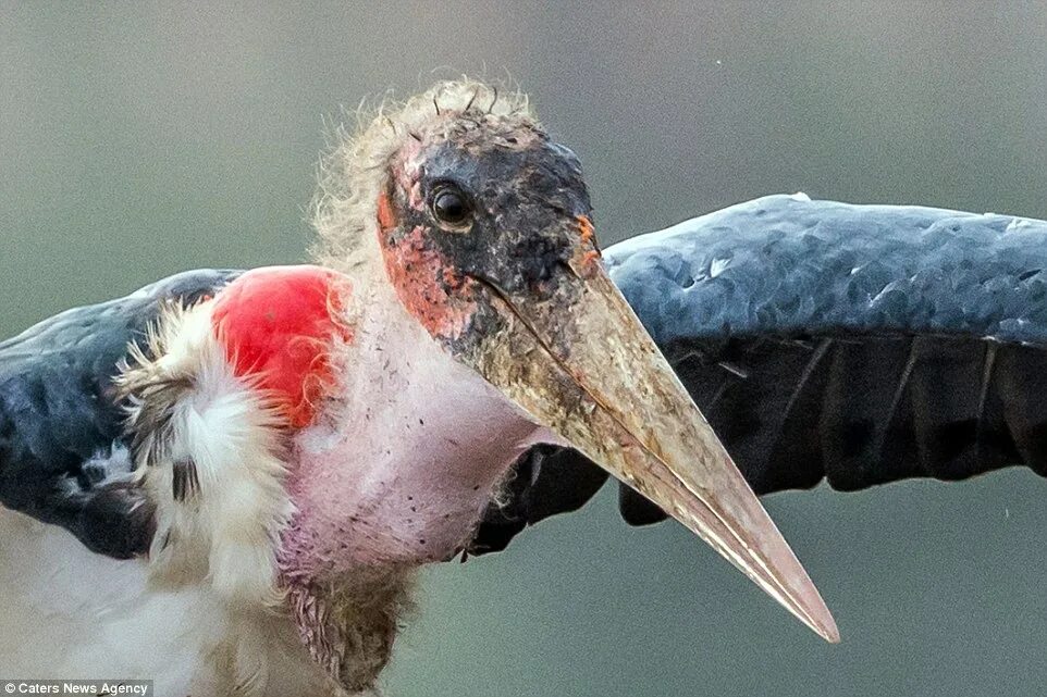 Птица марабу фото Marabou stork grabs a sick flamingo and tears it to shreds in Kenya Daily Mail O