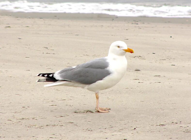 Птица мартын фото File:Larus argentatus omissus.jpg - Wikimedia Commons