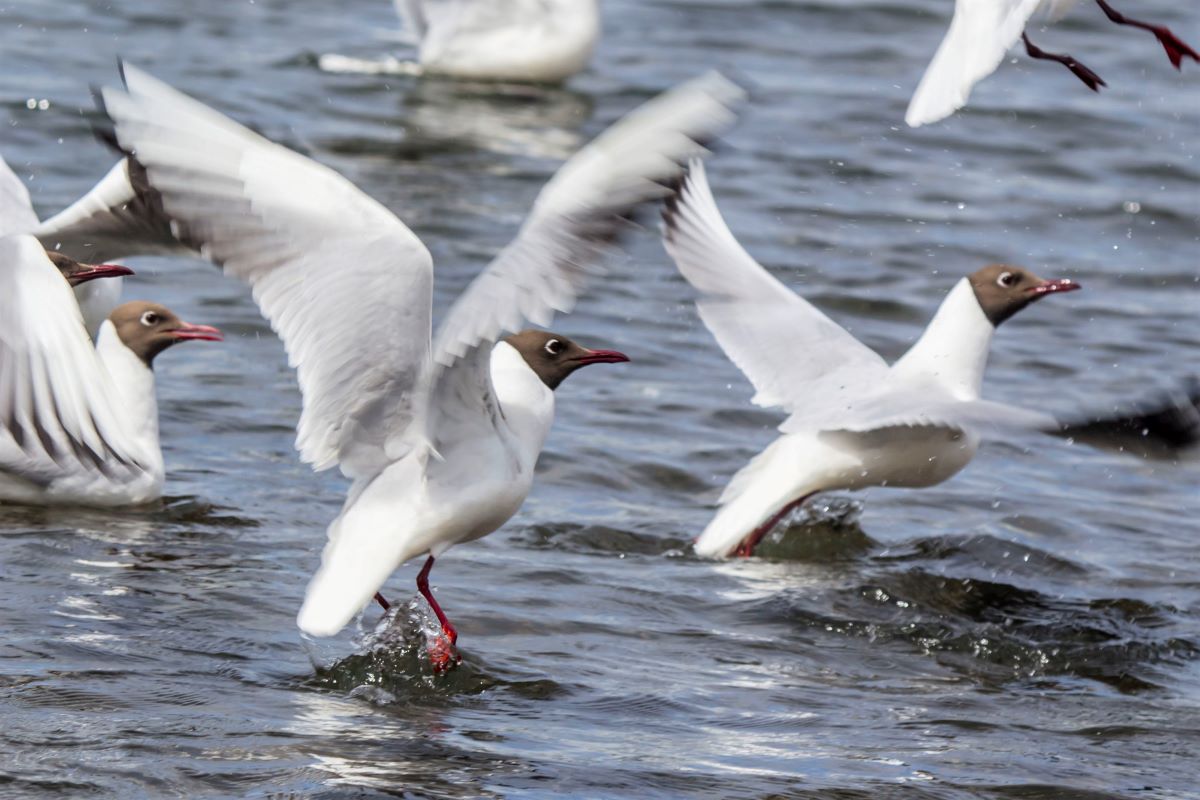 Птица мартын фото Озёрная чайка (Larus ridibundus). Птицы Сибири.