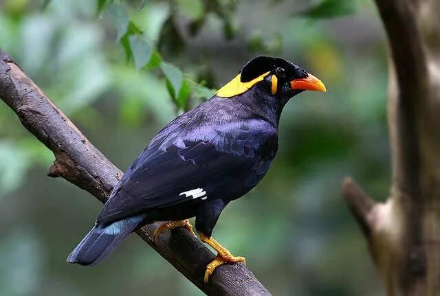 Птица майна фото Common Hill Myna Bird breeds, Bird, Pet birds