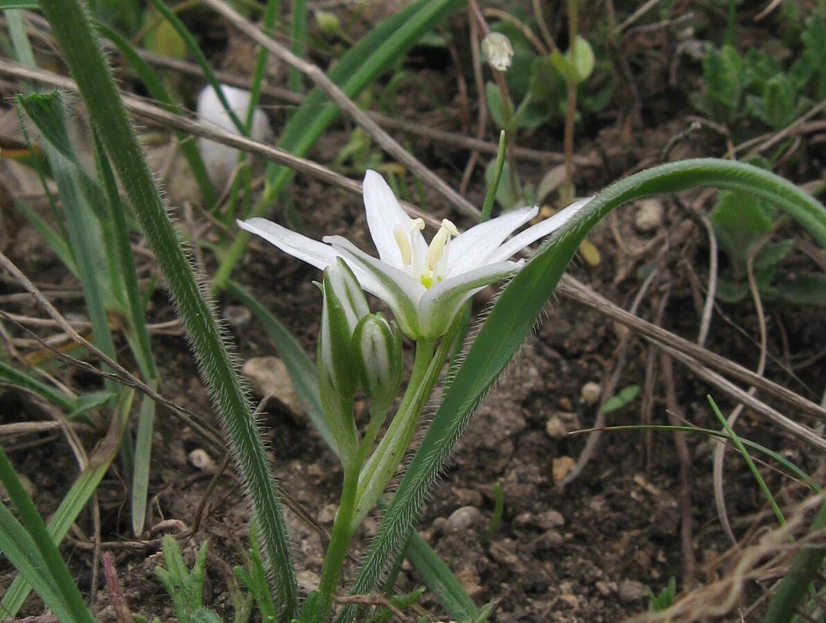 Птица млечник цветок фото Ornithogalum fimbriatum - Image of an specimen - Plantarium