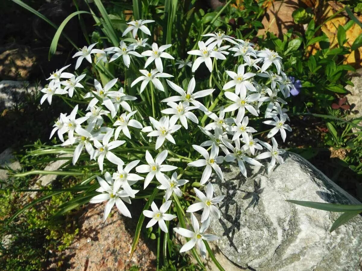 Птица млечник цветок фото Птицемлечник (Ornithogalum) - луковичный многолетник I 25 луковиц в диаметре по 