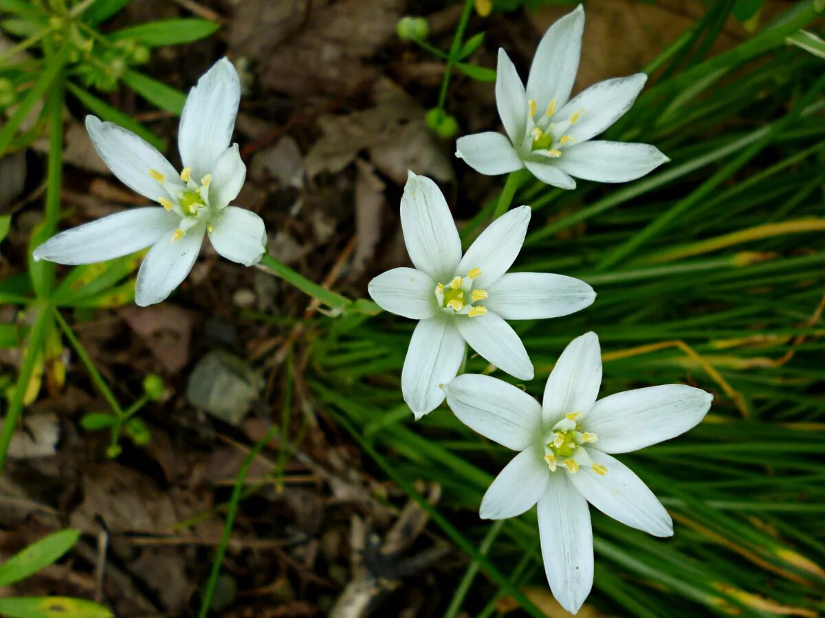 Птица млечник цветок фото Орнитогалум / Энциклопедия растений / Асиенда.ру