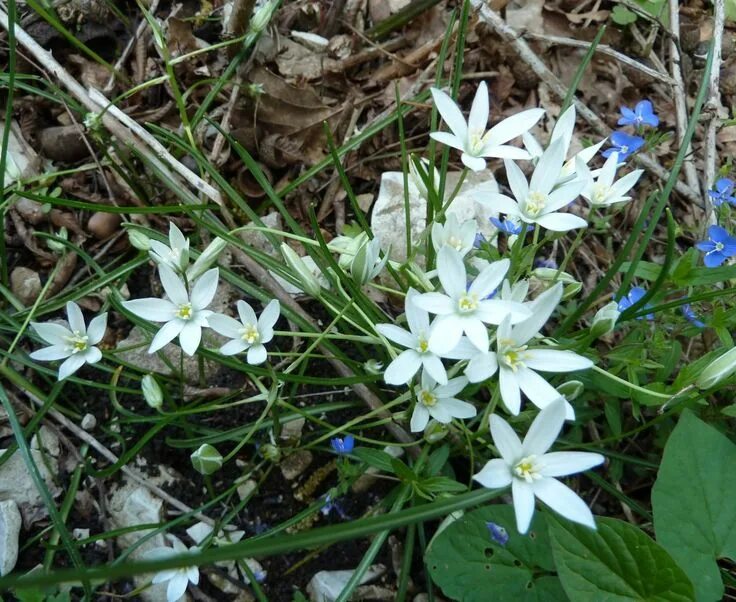 Птица млечник цветок фото Ornithogalum woronowii