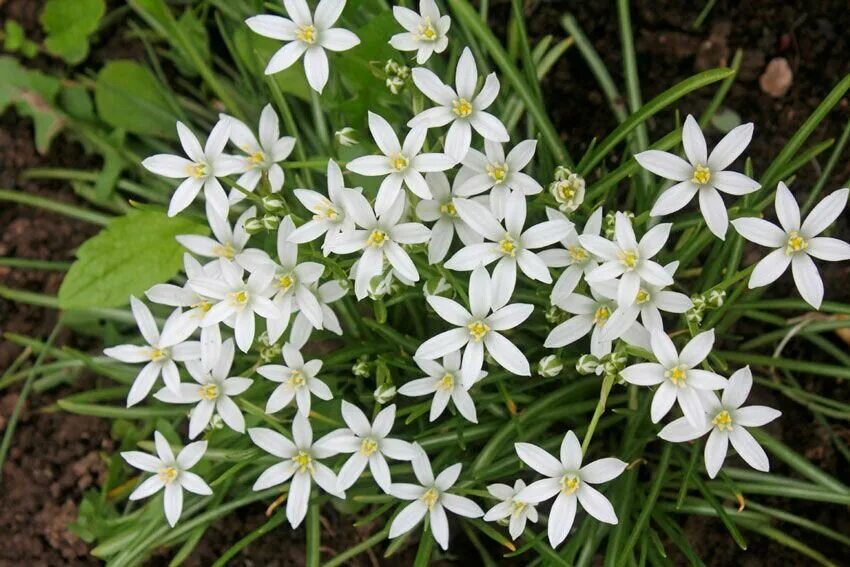 Птица млечник цветок фото и описание Птицемлечник (Ornithogalum) - луковичный многолетник I 25 луковиц в диаметре по 