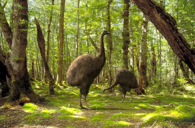 Птица моа фото Moa, Pleistocene of New Zealand Extinct animals, Prehistoric creatures, Prehisto