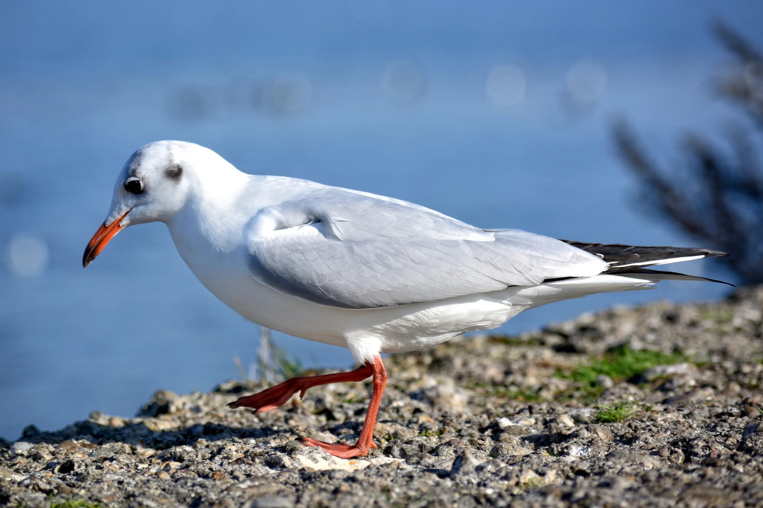 Птица морская ул 2а фото Free Images : sea, nature, wing, seabird, beak, close, feather, fauna, plumage, 