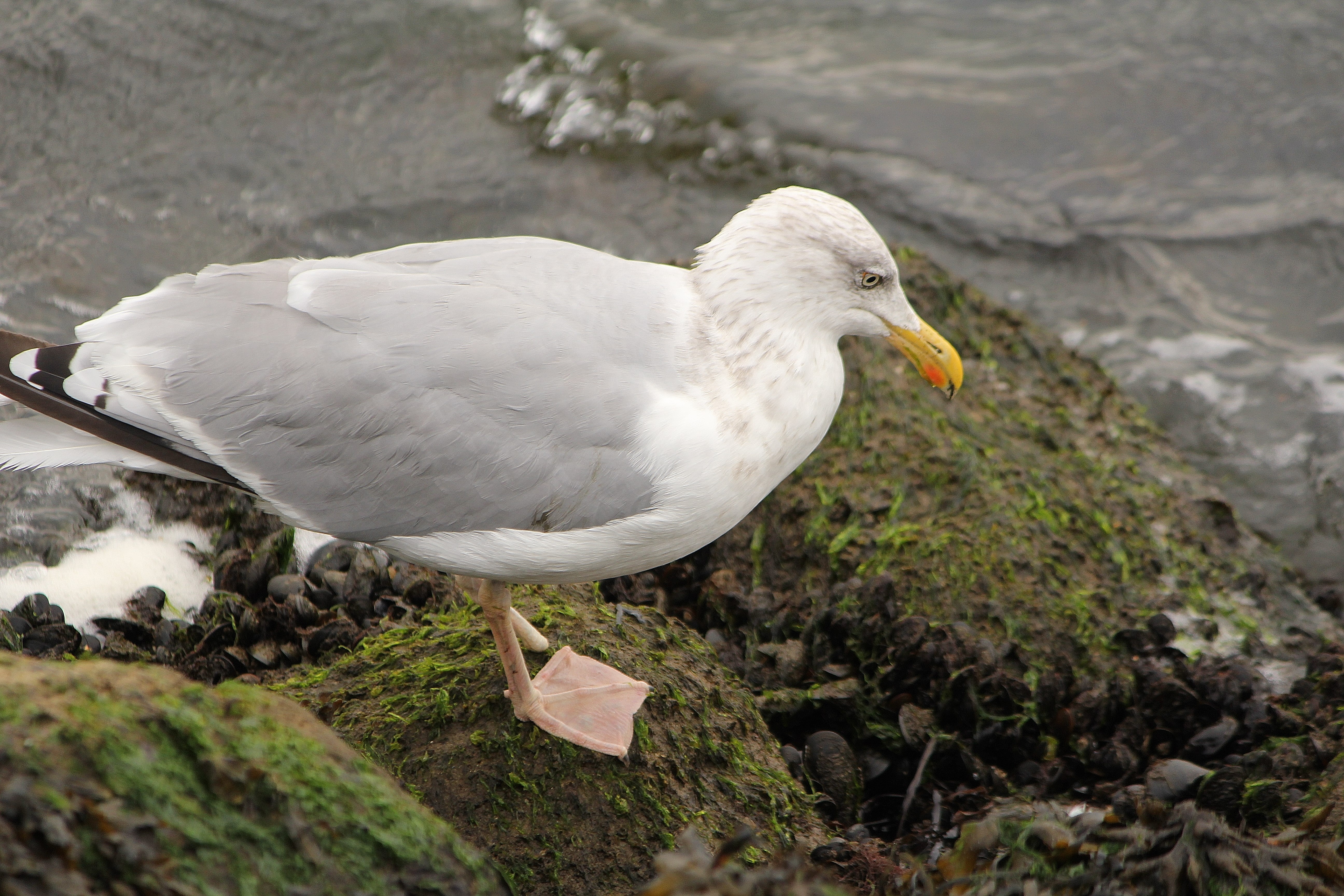 Птица морская ул 2а фото Free Images : seabird, wildlife, beak, fauna, sea bird, vertebrate, albatross, n