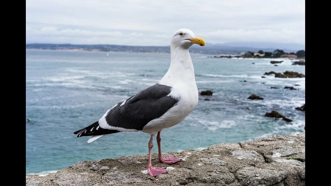 Птица морская ул 2а фото Seagull Sounds - Water Birds - YouTube