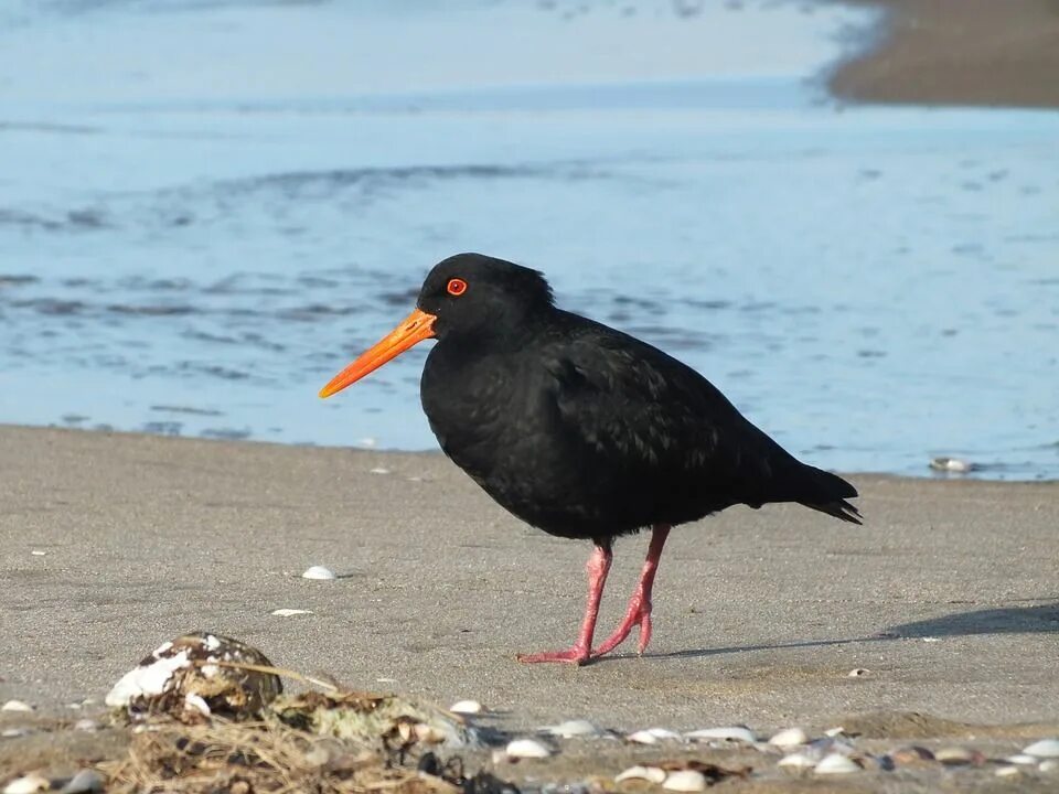 Птица морская ул 2а фото Oyster Catcher Bird Oyster-Catcher - Free photo on Pixabay Bird, Free photos, Oy