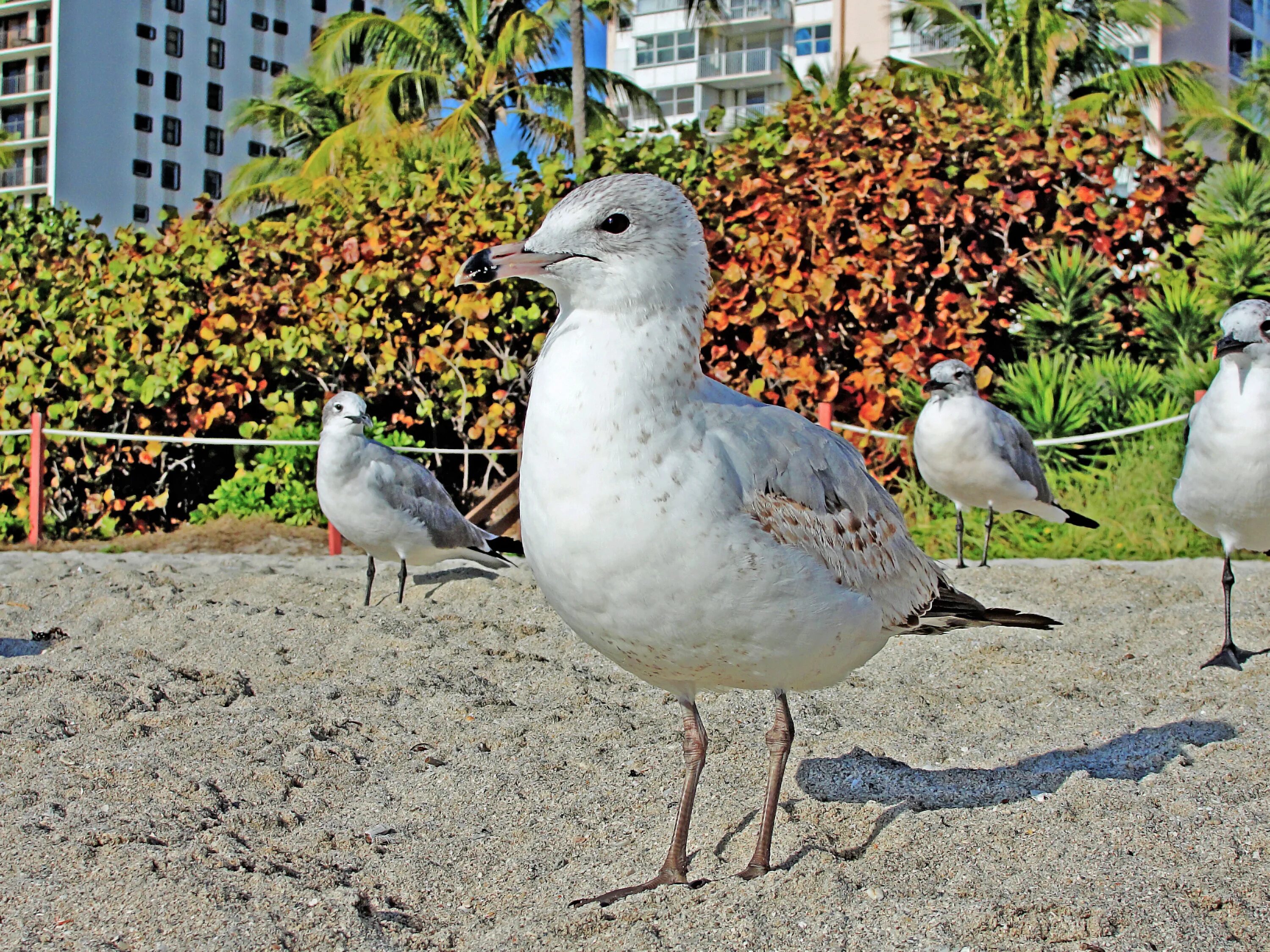 Птица морская ул 2а фото Free Images : beach, sand, bird, seabird, seagull, wildlife, gull, fauna, birds,