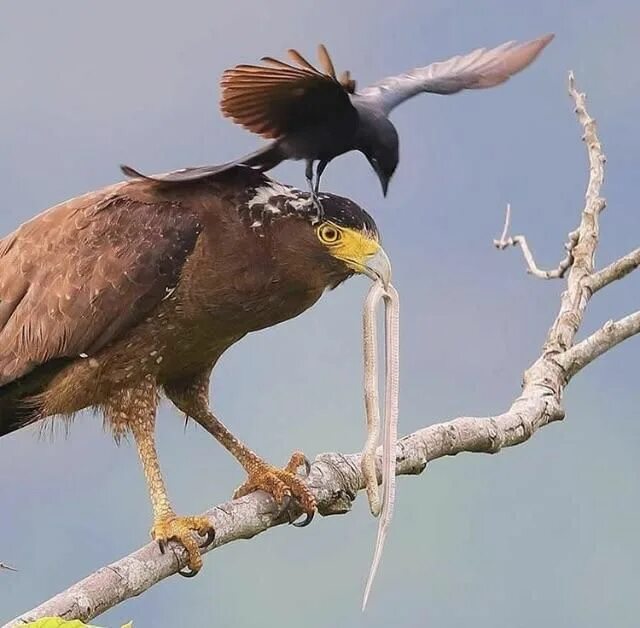 Птица мозгоклюйка фото Crested serpent eagle being pestered for their food. #nature #Photography #Makeu