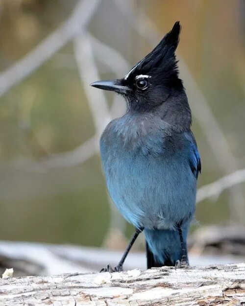 Птица мозгоклюйка фото Steller’s Jay (Cyanocitta stelleri) by Donald Metzner Pet birds, Pretty birds, B