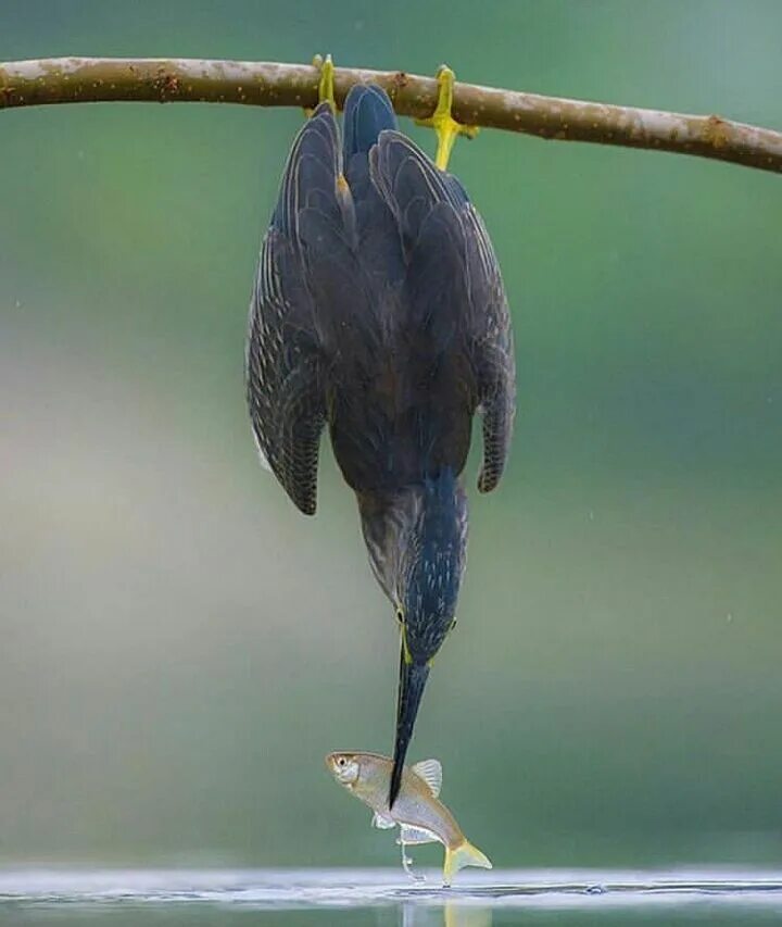 Птица мозгоклюйка фото Пин от пользователя Avrtatiana на доске Birds Фотографии животных, Птички, Весел