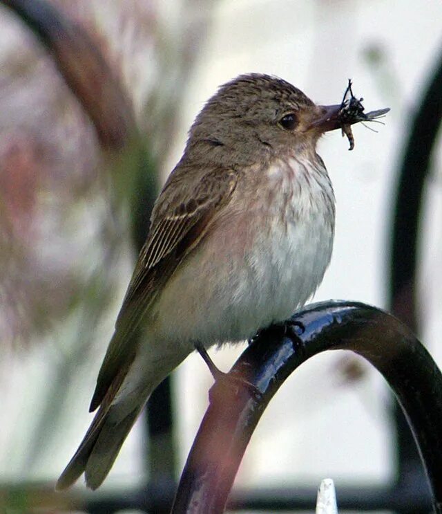 Птица мухоловка фото и описание Gobemouche (oiseau) - Wikipédia