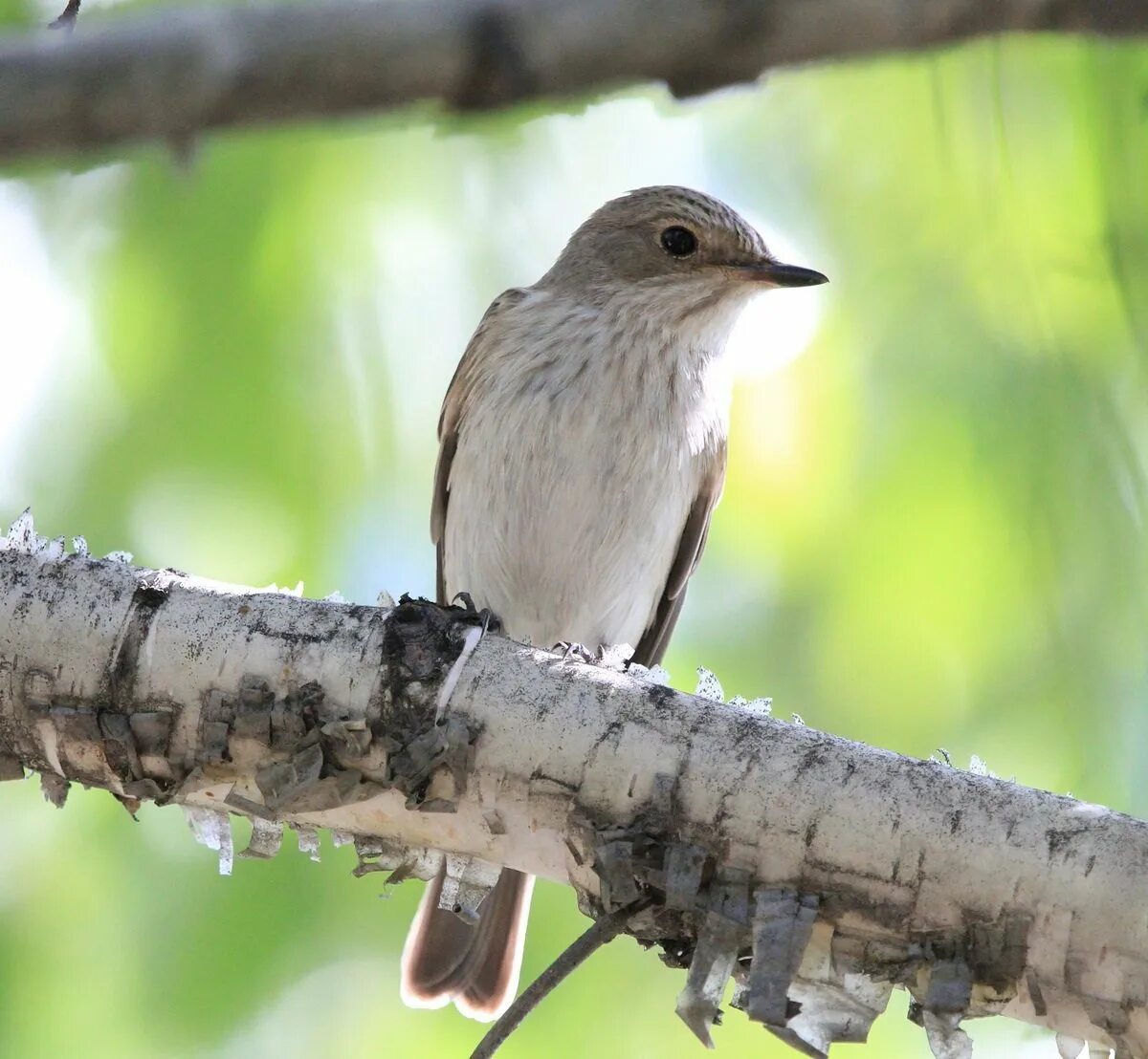 Spotted Flycatcher Spotted flycatcher, Flycatcher, Bird photo