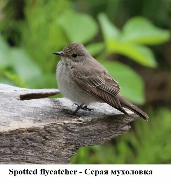 Птица мухоловка фото и описание Се́рая мухоло́вка (лат. Muscicapa striata) - небольшая, размером с воробья, птица 