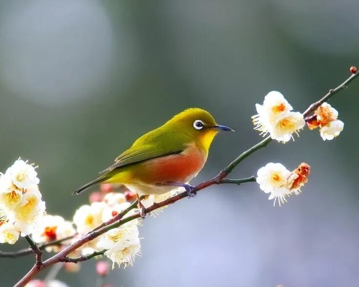 Птица на ветке фото Pin by Margo Bakk Elekné on Szép virágok Bird, Flower background images, Animals