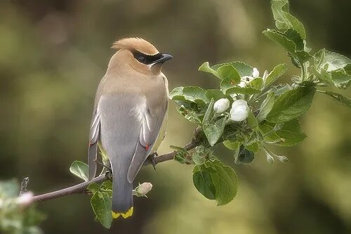 Птица на ветке фото Jaseur d'Amérique Cedar Waxwing Normand Gaudreault Flickr