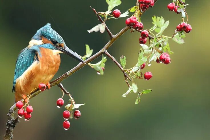 Птица на ветке фото Male kingfisher Kingfisher, Male, Animals