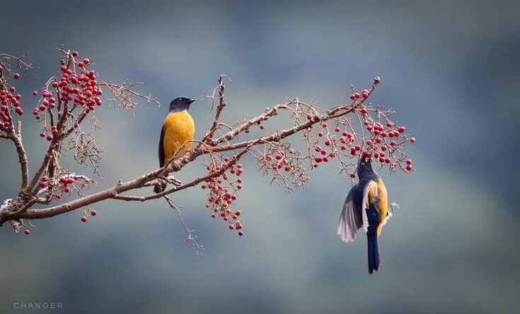 Птица на ветке фото Vivid Niltava . Niltava vivida . 黃 腹 琉 璃 . 1378 Bird species, Bird, Animals