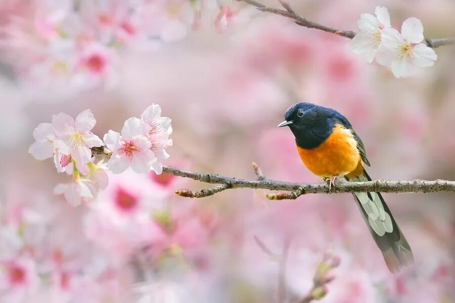 Птица на ветке фото Spring Singer by Sue Hsu - Photo 148487107 / 500px 自 然 と か わ い い