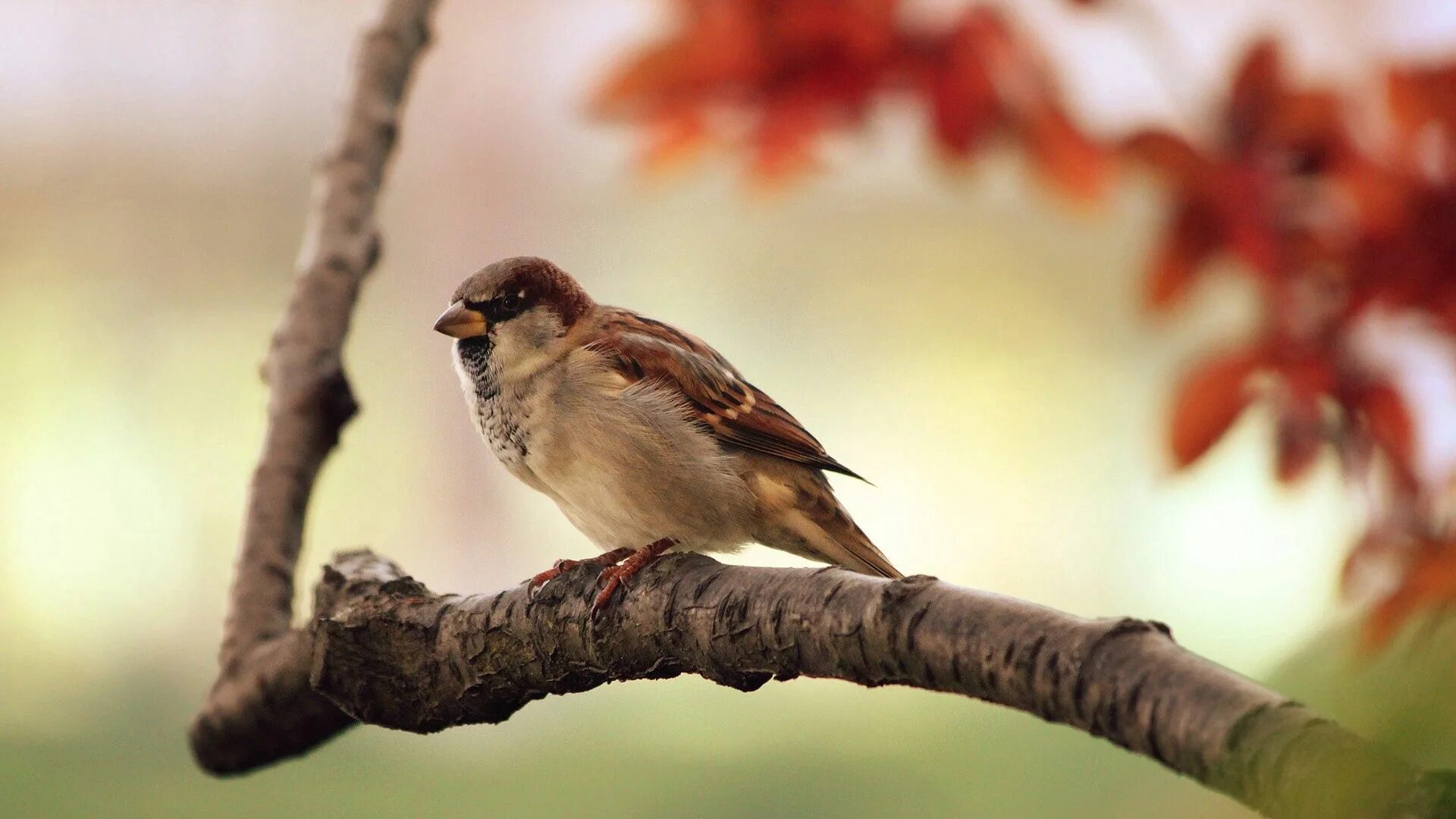 Птица на ветке фото Download wallpaper 1920x1080 bird, sparrow, branch full hd, hdtv, fhd, 1080p hd 