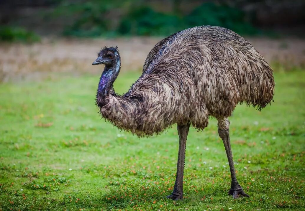 Птица нанду фото Emu - The Australian Museum