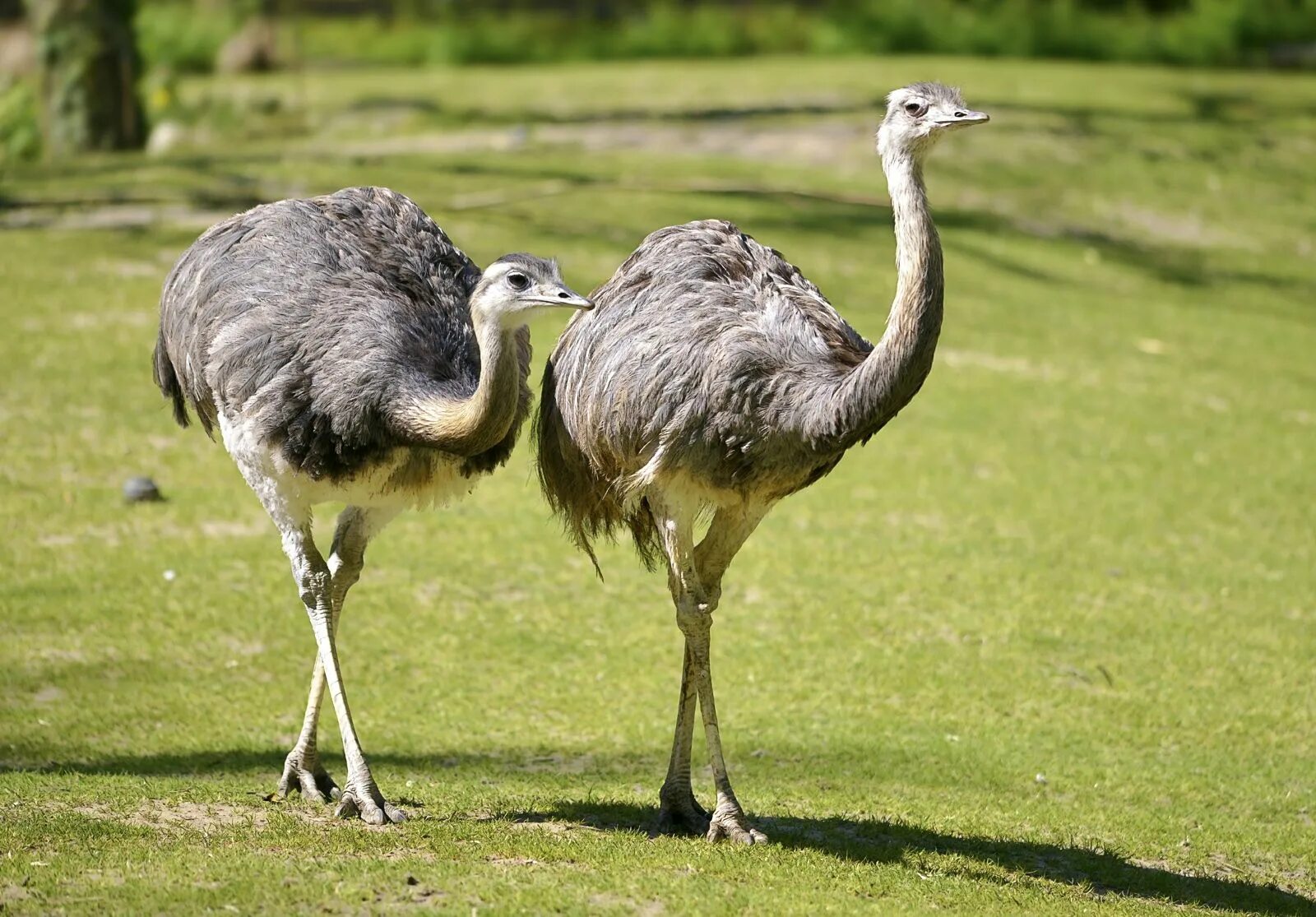 Птица нанду фото Rhea Flightless, South American, Ratite Britannica