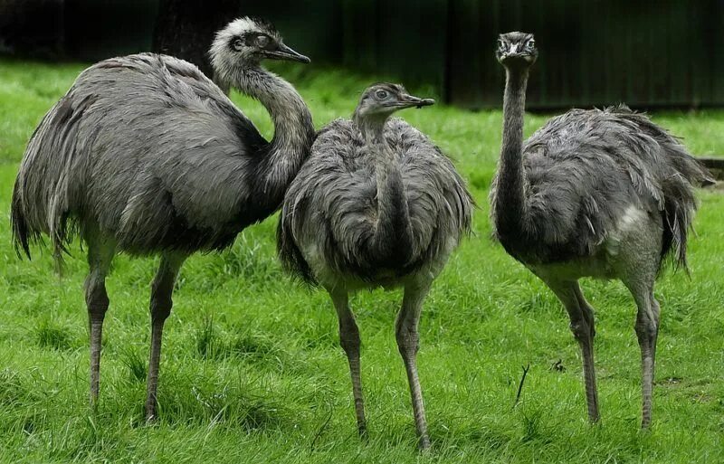 Птица нанду фото Meet the Speedy Rhea Bird Cigogne blanche, Martinet oiseau, Mésange huppée