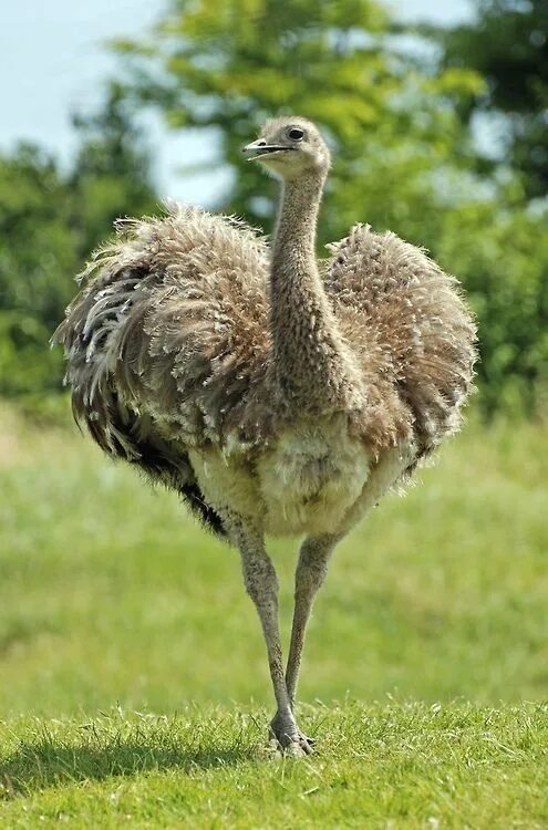 Птица нанду фото Uncover the World of Ostriches Through These Incredible Images - Birds Wallpaper