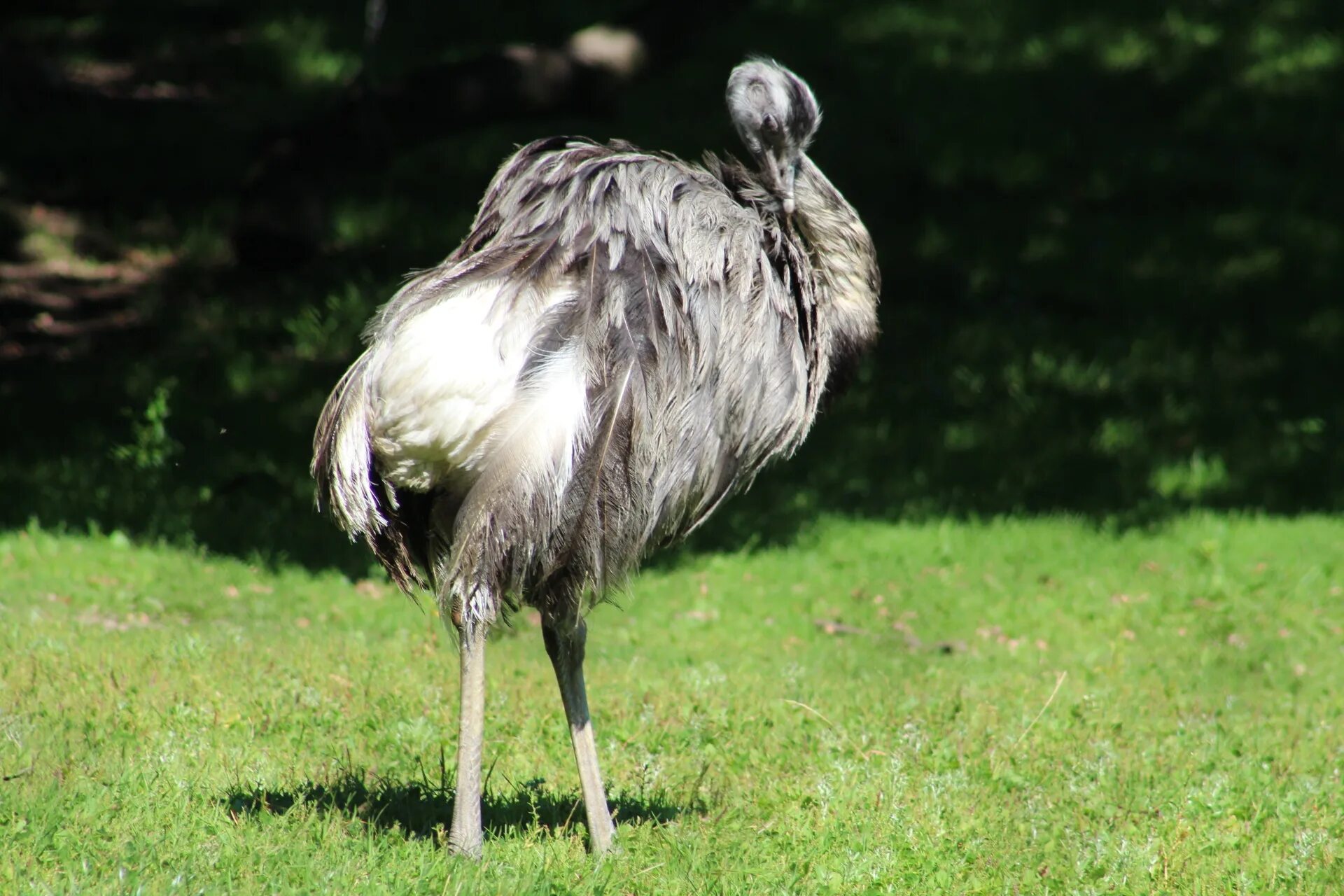 Птица нанду фото Free Images : field, wildlife, zoo, beak, ostrich, fauna, emu, vertebrate, ratit