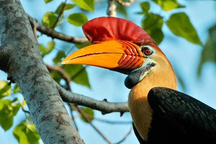 Птица носорог фото Mengenal Ciri Khas Burung Julang Sulawesi dan Daerah Persebarannya Indonesia, He