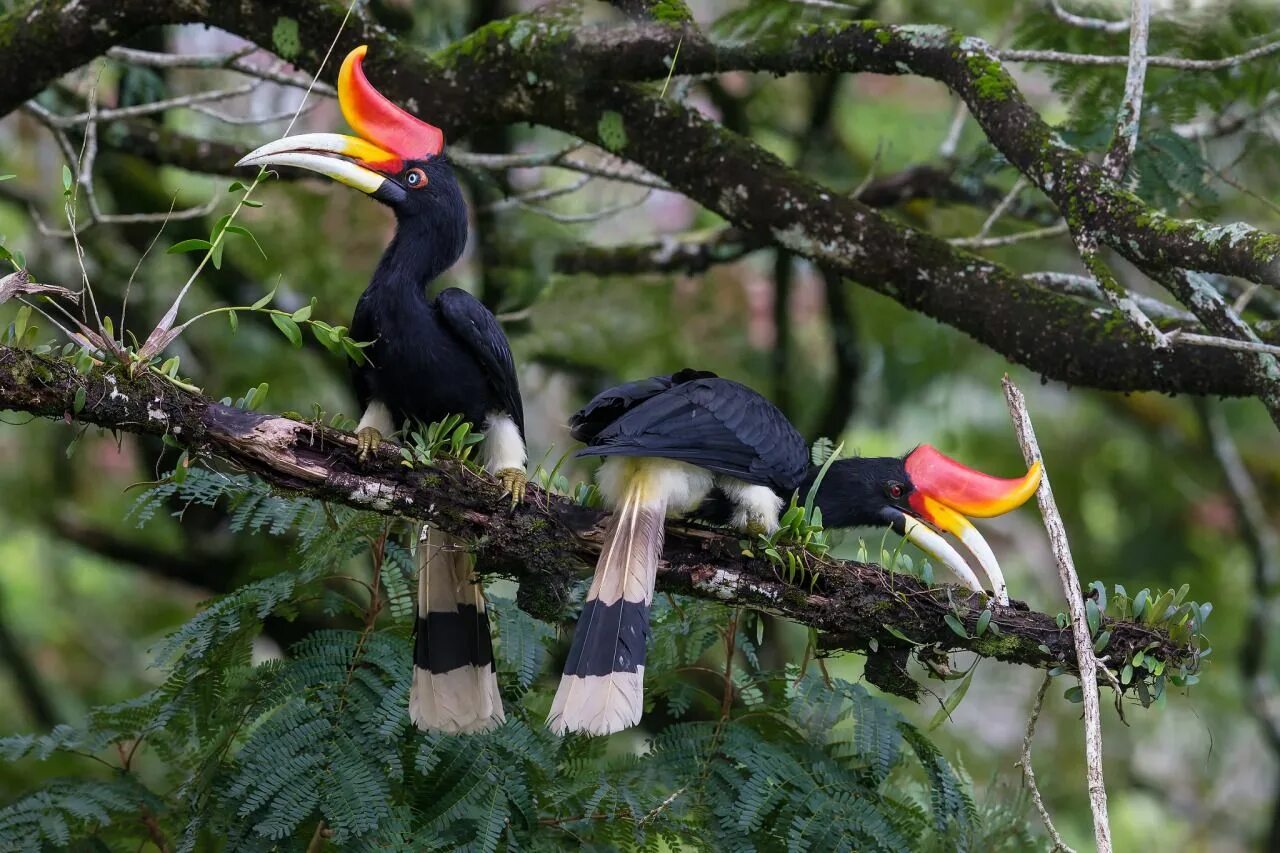 Rhinoceros hornbill (Buceros rhinoceros) - YouTube