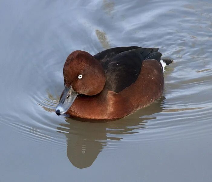 Птица нырок фото и описание Black-eyed Duck - Aythya nyroca