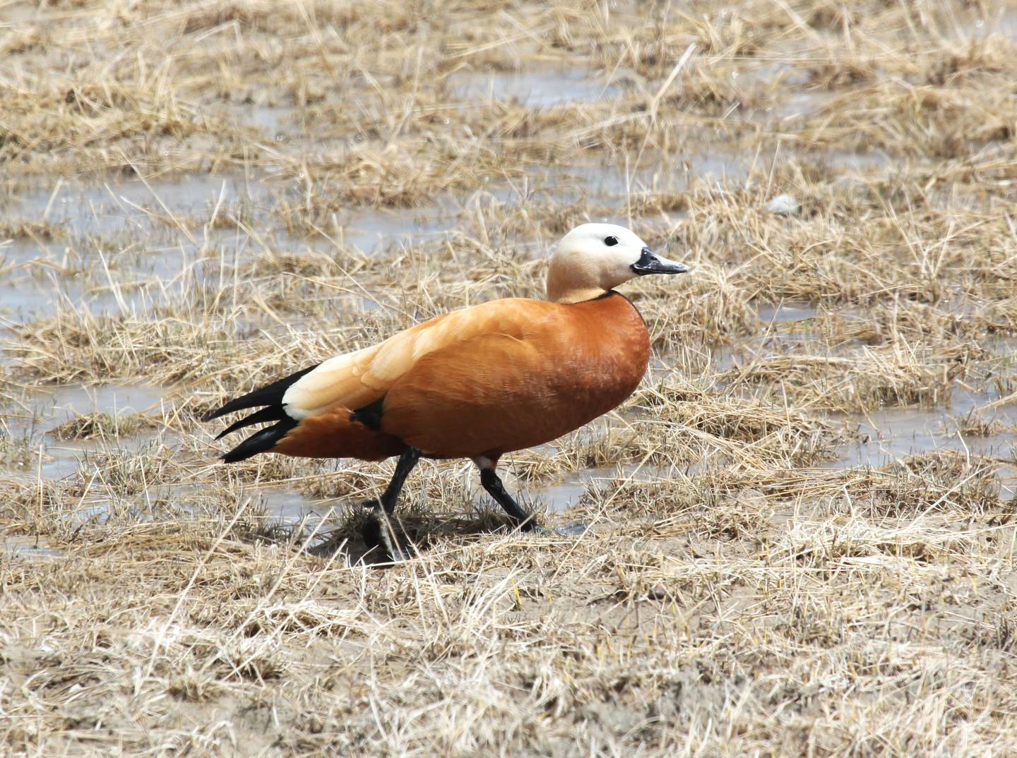 Птица огарь фото и описание Ruddy Shelduck (Tadorna ferruginea). Birds of Siberia.