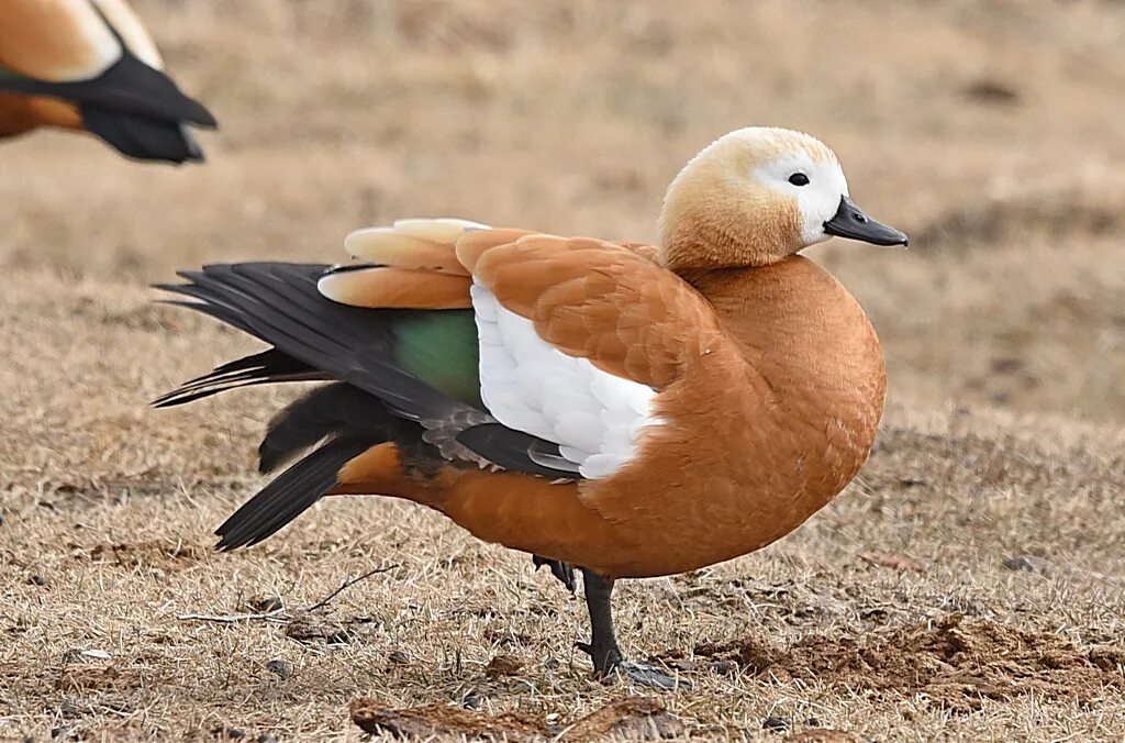 Птица огарь фото и описание Ruddy Shelduck (Tadorna ferruginea). Birds of Siberia.