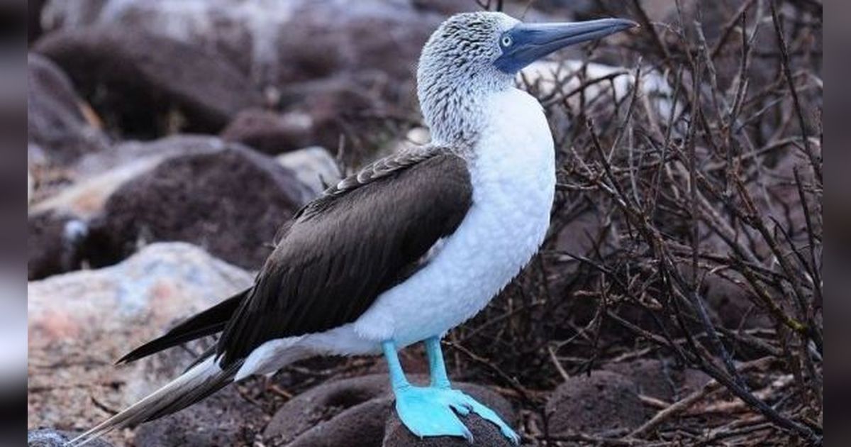 Птица олуша фото Tidak Seperti Burung Biasanya, Inilah 15 Burung yang Bertelur dengan Warna Biru