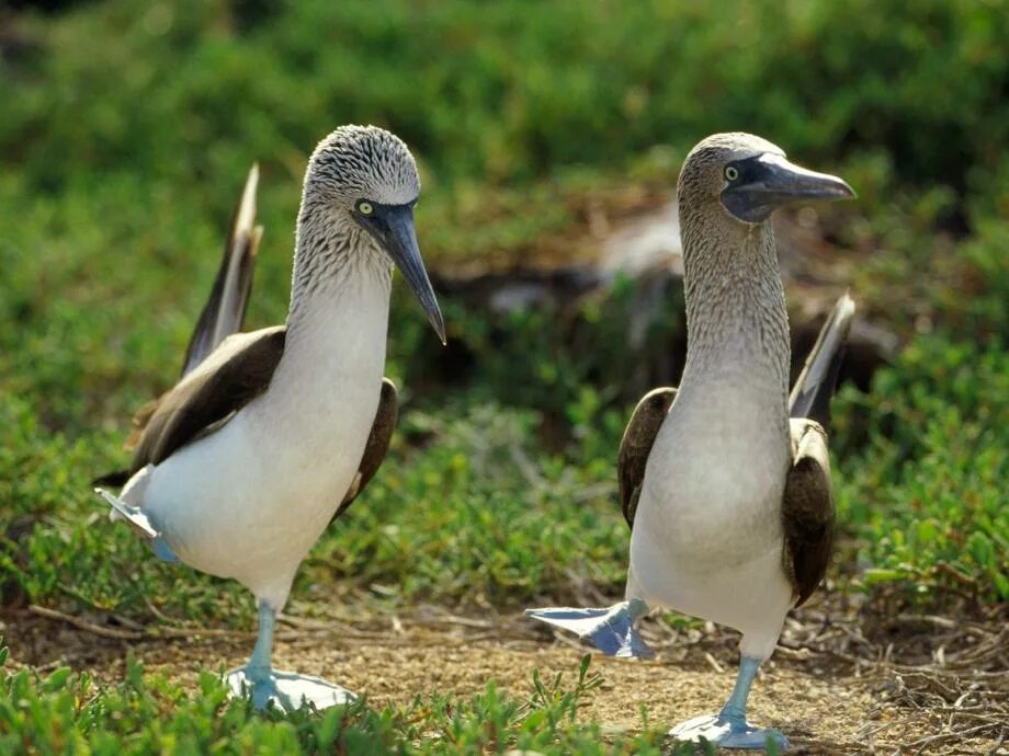 #fastler #Орнитология #птицы #Голубоногаяолуша Title: Who Are You? Blue-footed e