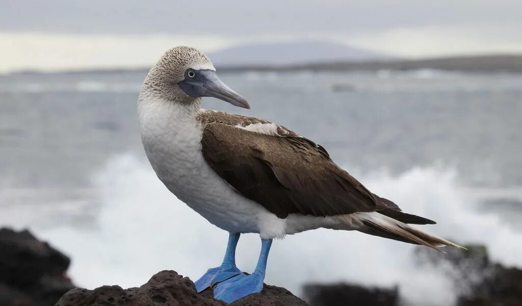 Птица олуша фото Blue Footed Booby Galapagos Bird - Fact & Information