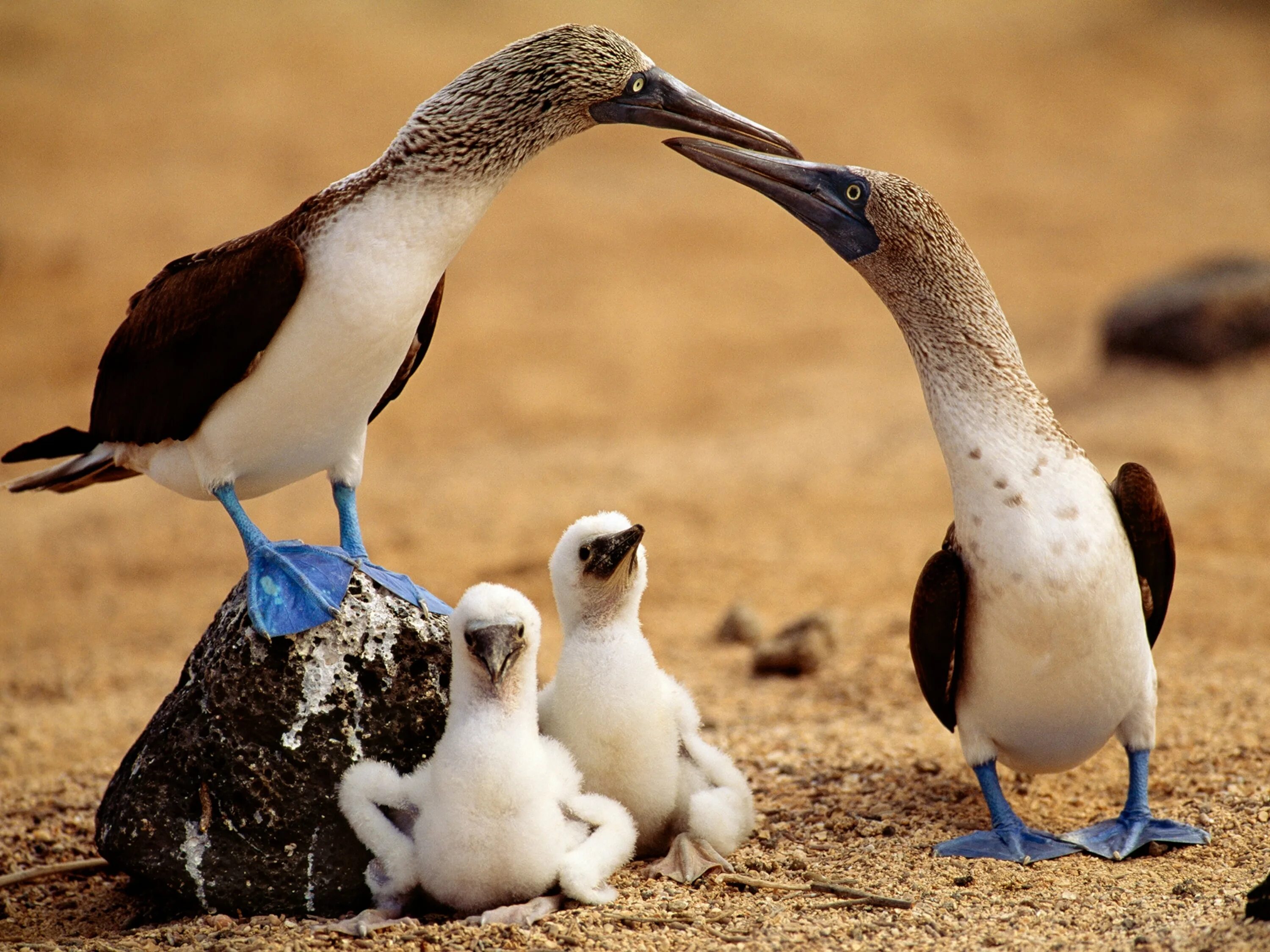 Птица олуша фото Blue-Footed Booby Threatened in the Galápagos